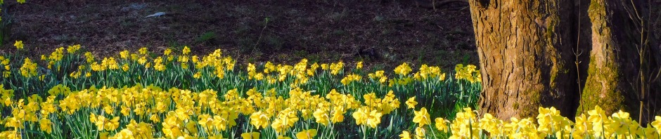 meadow full of daffodils